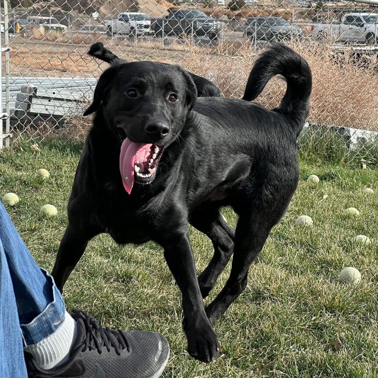 Kane, Adoptable, Adult Male Black Labrador Retriever.