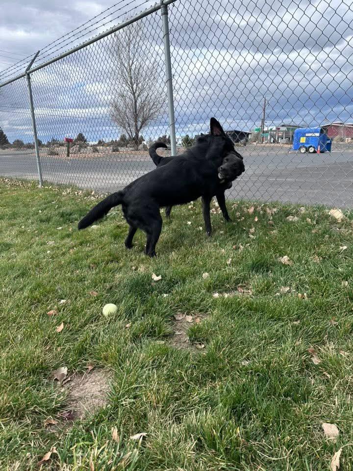 Kane, a Adoptable mixed breed image 2/5