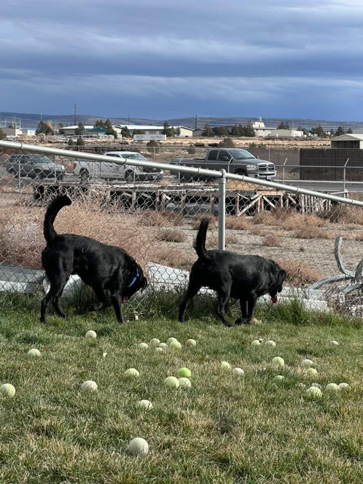 Kane, a Adoptable mixed breed image 4/5