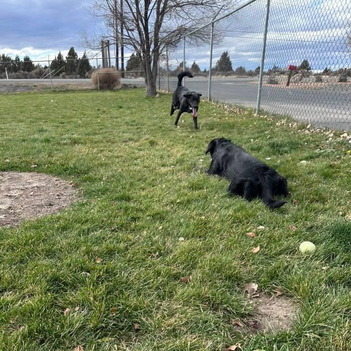 Kane, a Adoptable mixed breed image 5/5