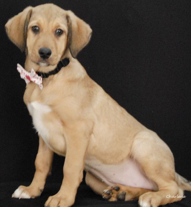 Victory, Adoptable, Young Female Beagle & Shepherd.