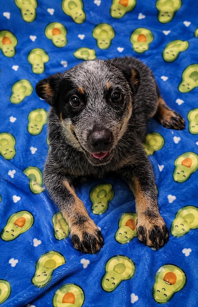 Clue, adopted, Puppy Male Australian Cattle Dog / Blue Heeler.