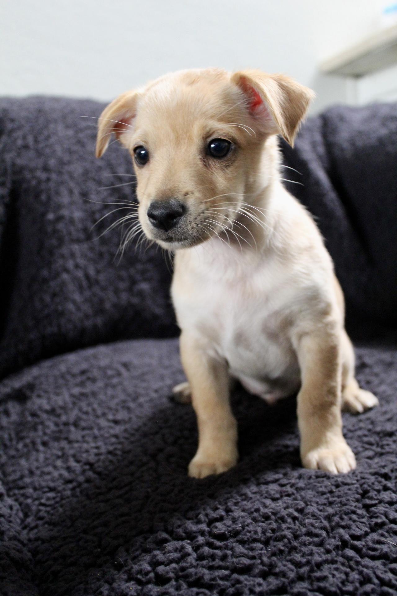 Enlarge Oscar , an adopted mixed breed in Rialto, CA image 3/3