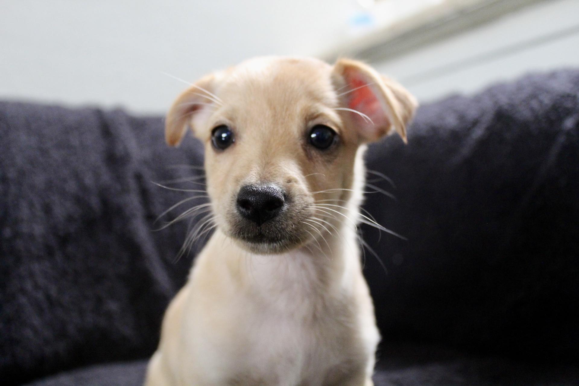 Enlarge Oscar , an adopted mixed breed in Rialto, CA image 2/3