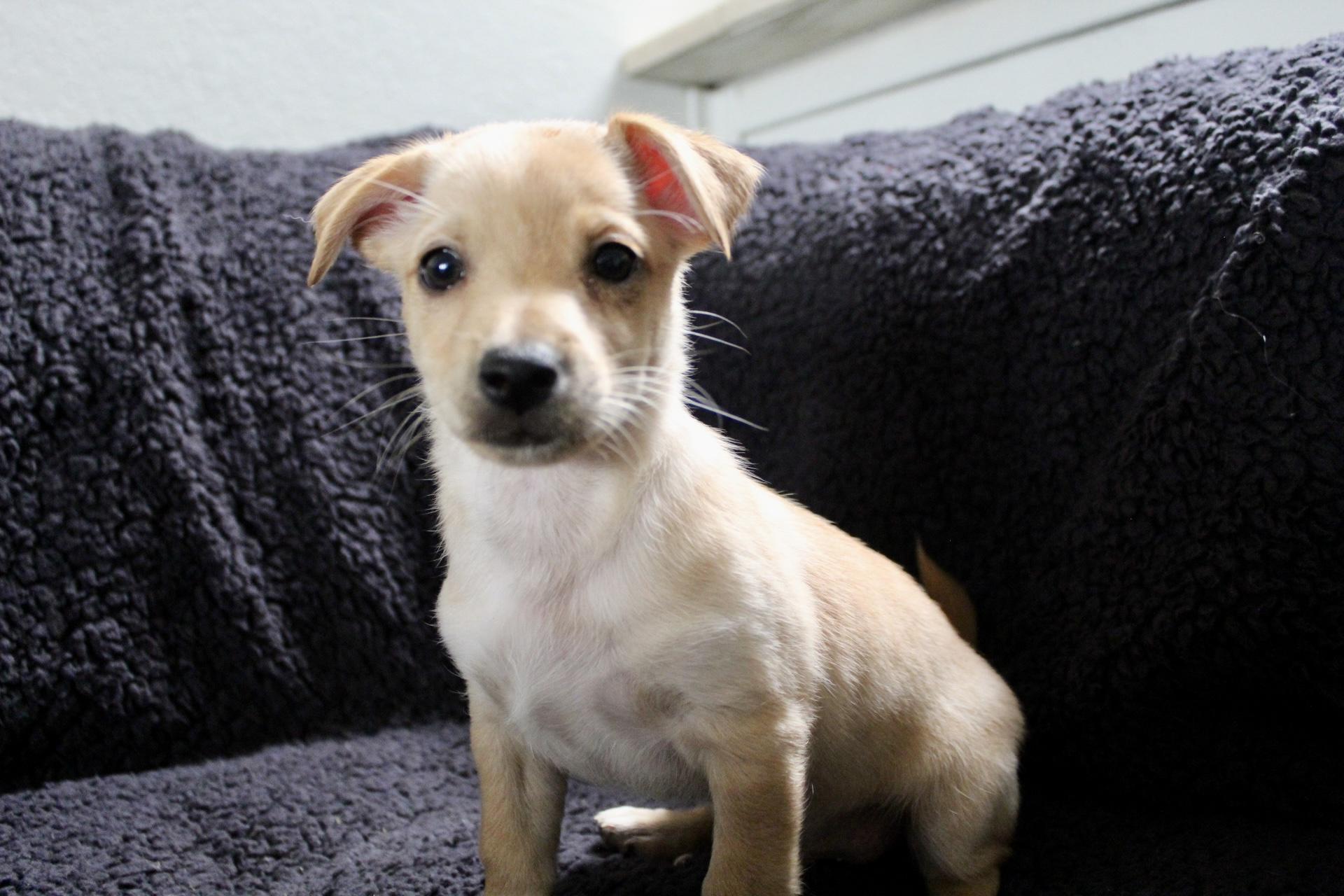 Enlarge Oscar , an adopted mixed breed in Rialto, CA image 1/3