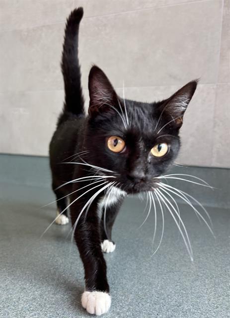 Enlarge SMUDGE, a Adoptable Domestic Short Hair in Baytown, TX image 1/1