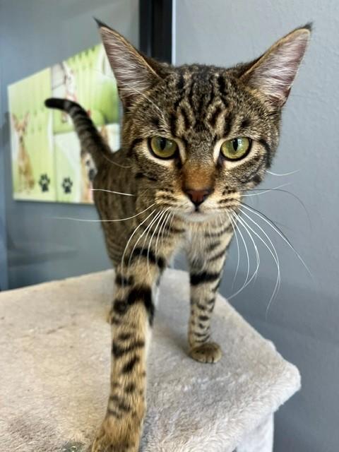 Enlarge Blitzen, a Adopted mixed breed in Tyler, TX image 2/5
