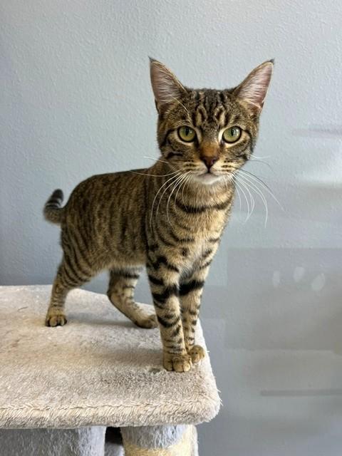 Enlarge Blitzen, a Adopted mixed breed in Tyler, TX image 3/5