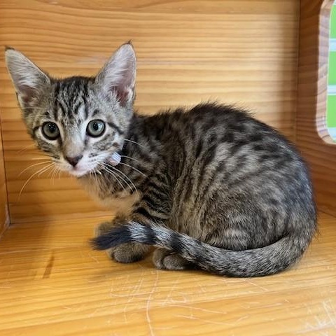 Blitzen — thumbnail 2