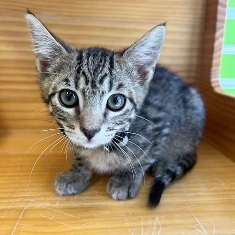 Blitzen — thumbnail 3