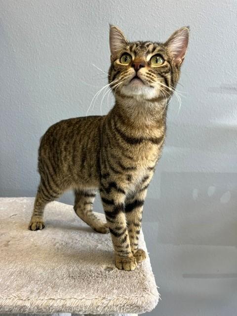 Enlarge Blitzen, a Adopted mixed breed in Tyler, TX image 4/5