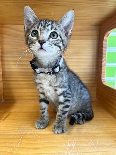 Blitzen — thumbnail 4