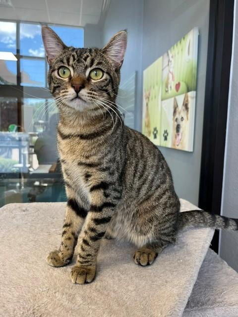 Blitzen, Adopted, Adult Male Domestic Short Hair.