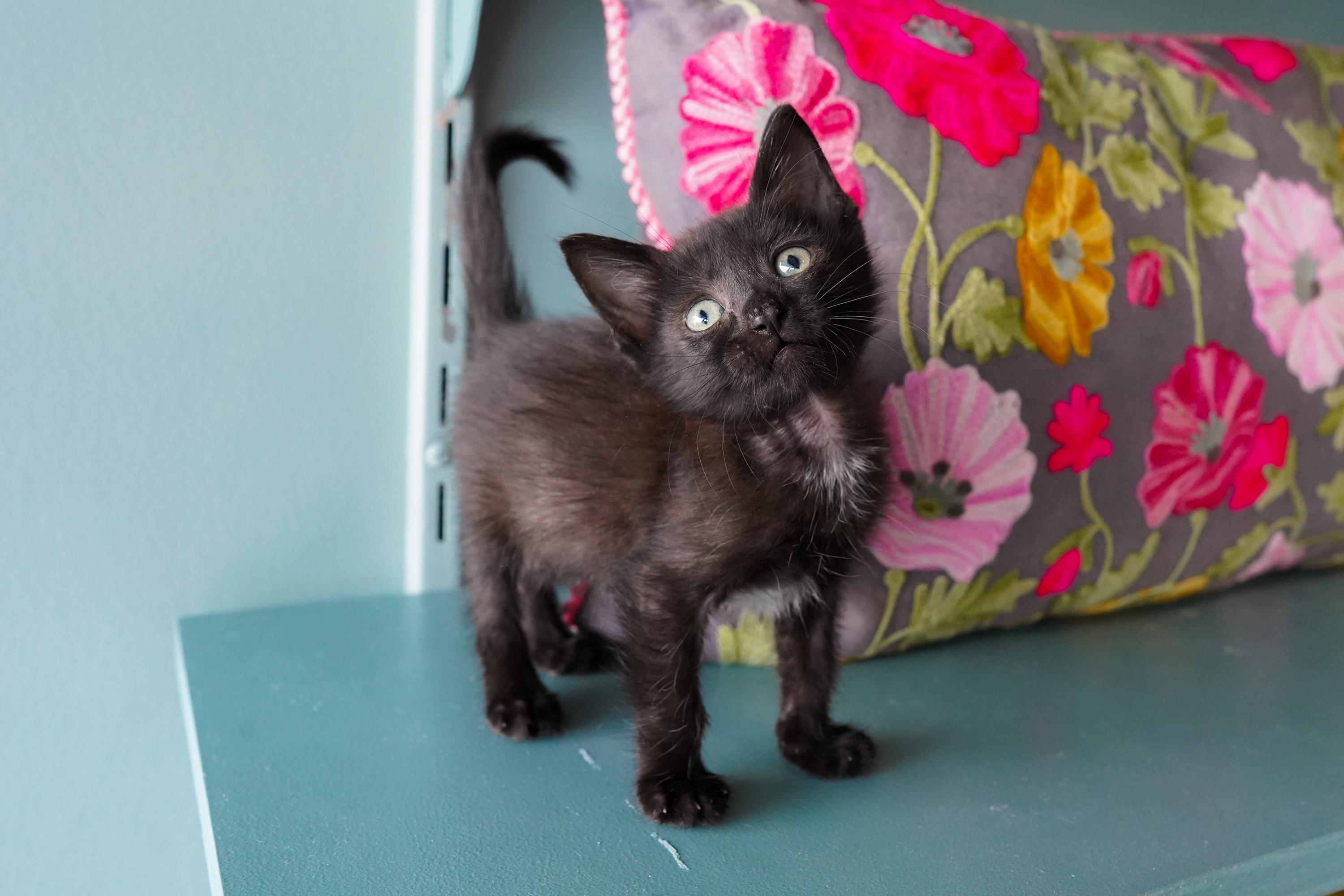 Enlarge Yin, a Adopted Domestic Short Hair in San Antonio, TX image 2/3