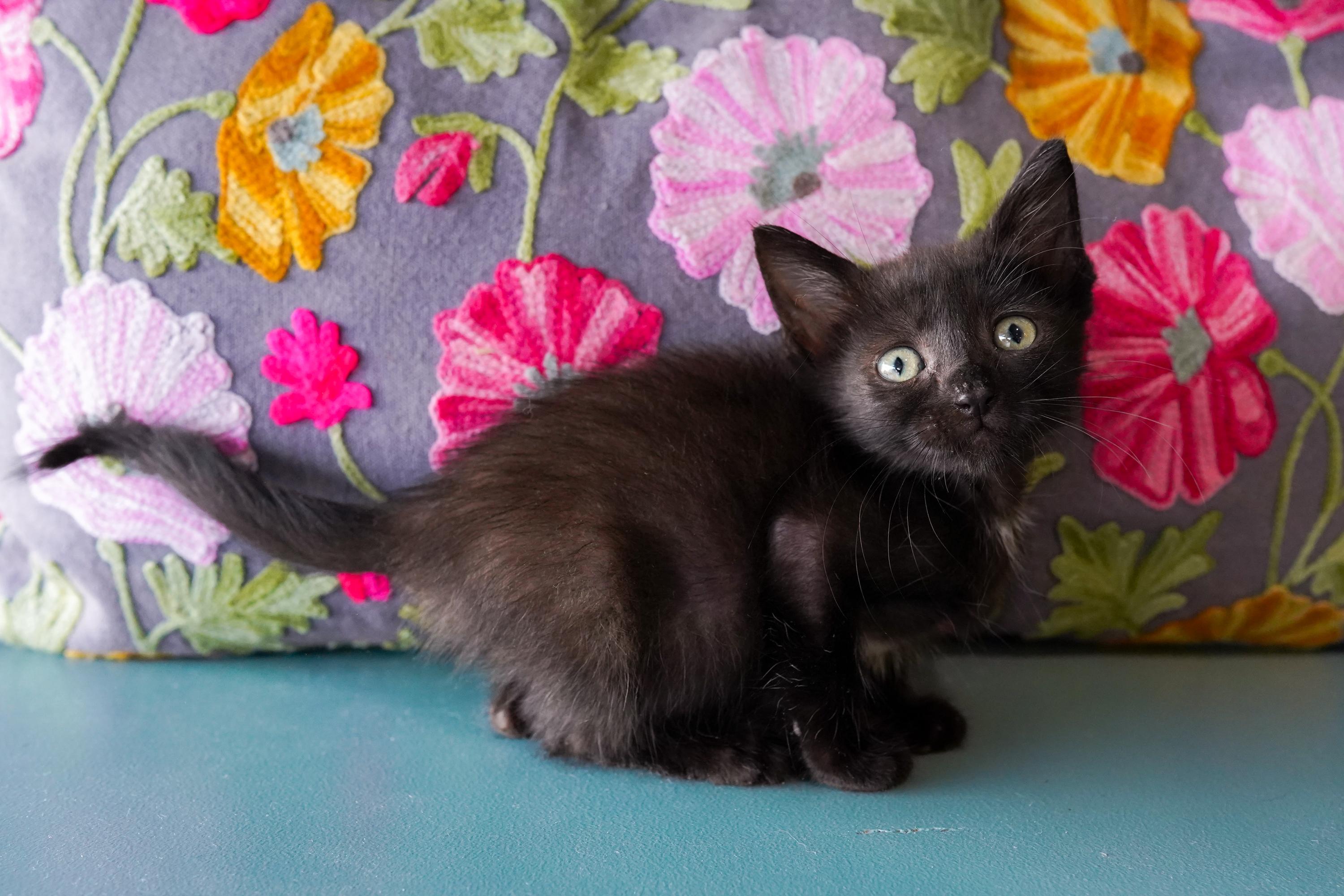 Yin, Adopted, Young Female Domestic Short Hair.