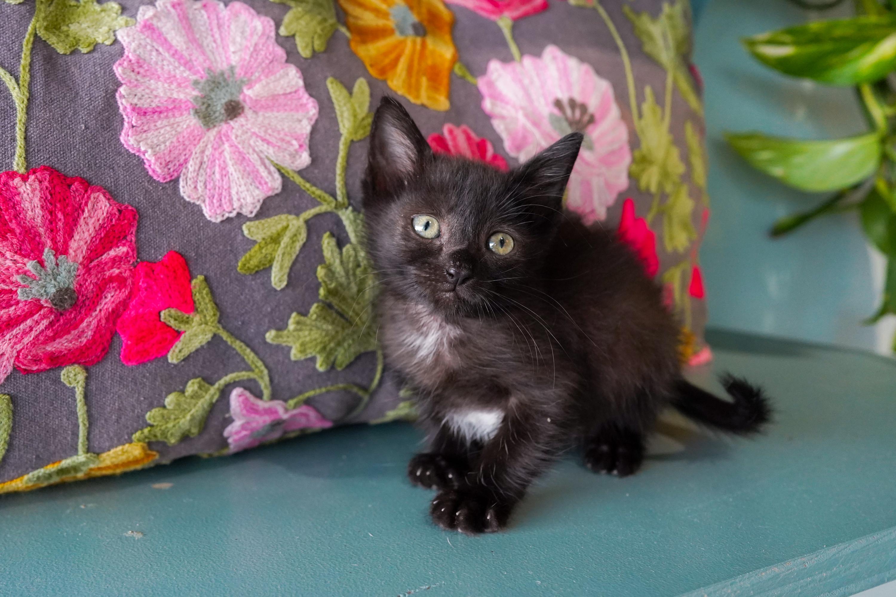 Enlarge Yin, a Adopted Domestic Short Hair in San Antonio, TX image 3/3