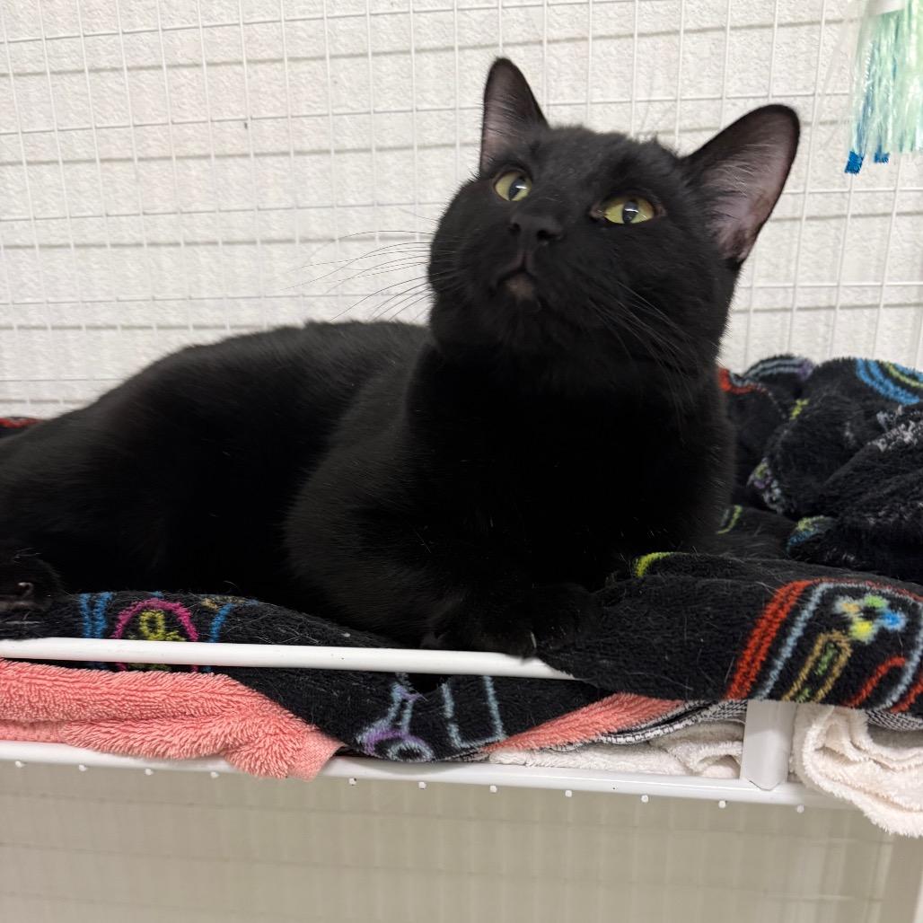 Enlarge Harvest, a Adoptable American Shorthair in Mount Shasta, CA image 1/6