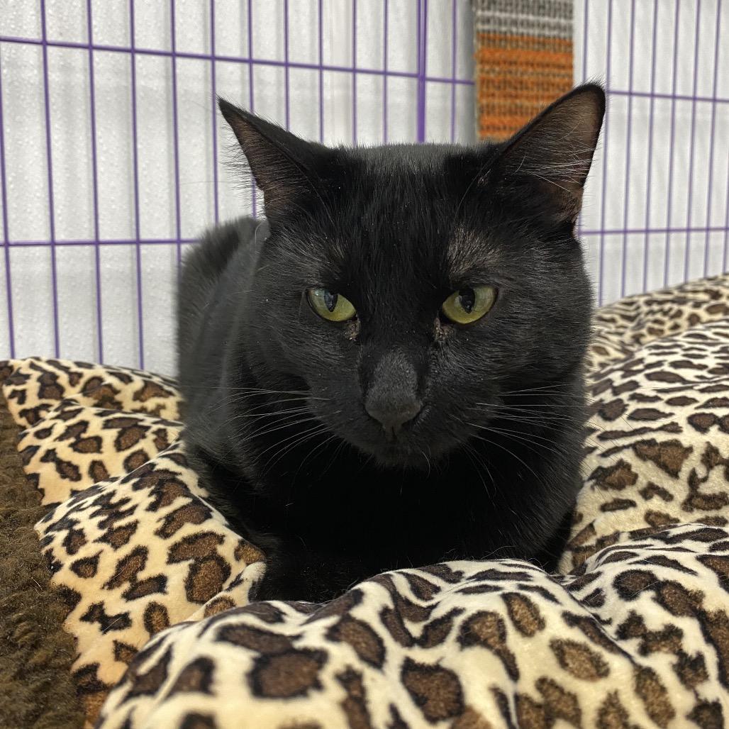 Enlarge Harvest, a Adoptable American Shorthair in Mount Shasta, CA image 3/6