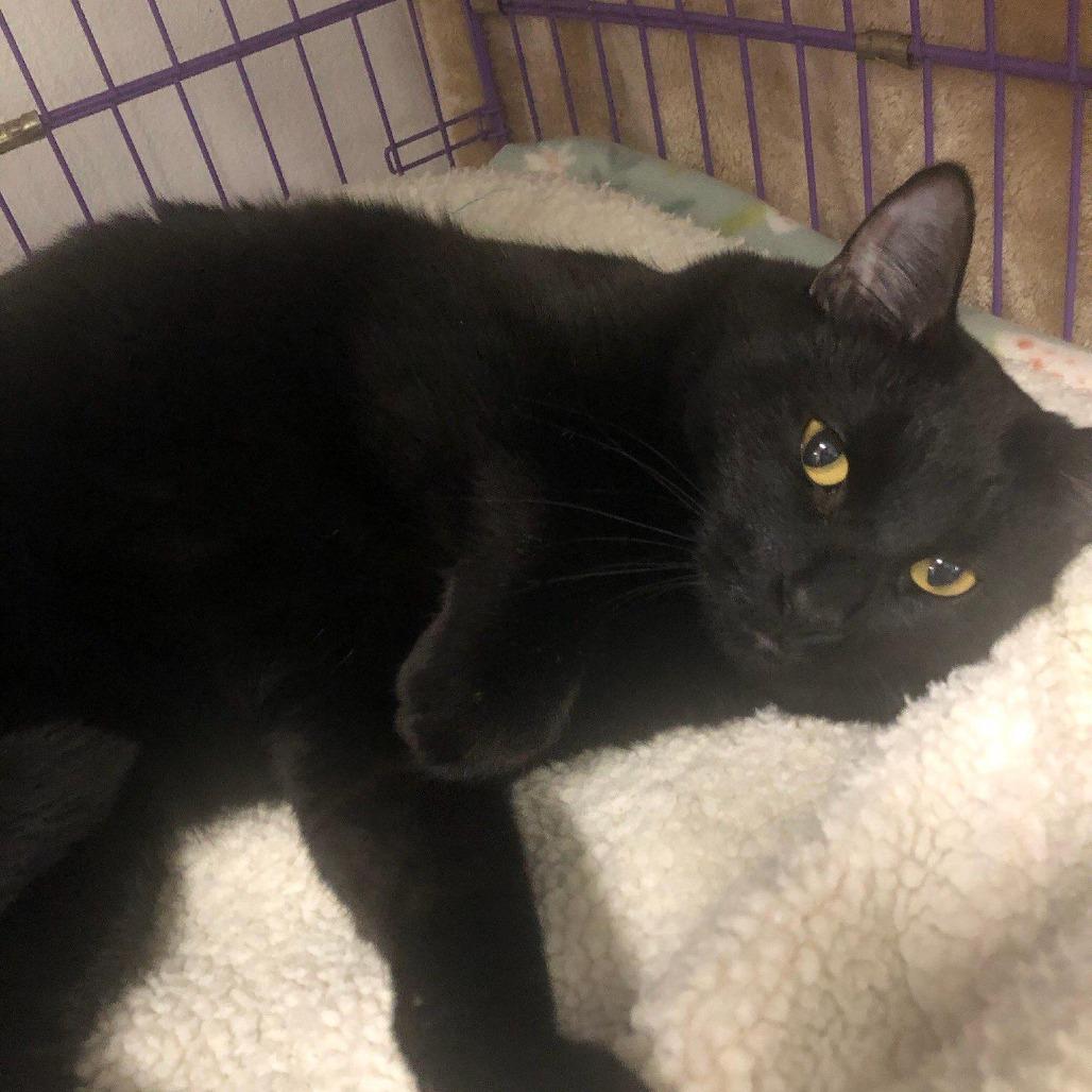 Enlarge Harvest, a Adoptable American Shorthair in Mount Shasta, CA image 1/2