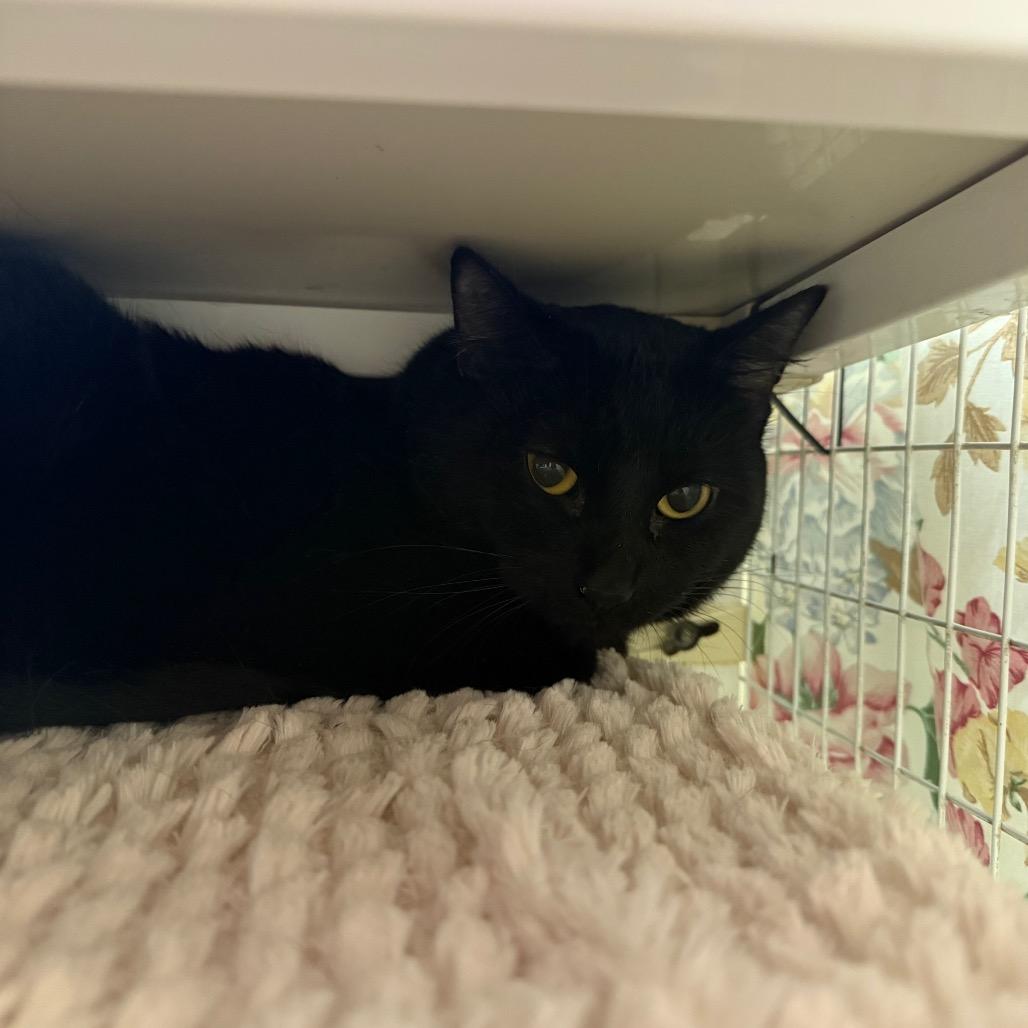 Enlarge Harvest, a Adoptable American Shorthair in Mount Shasta, CA image 1/1