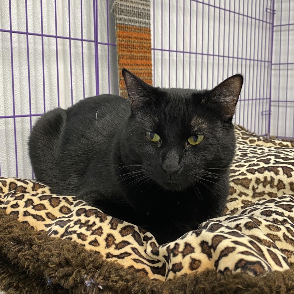 Enlarge Harvest, a Adoptable American Shorthair in Mount Shasta, CA image 6/6