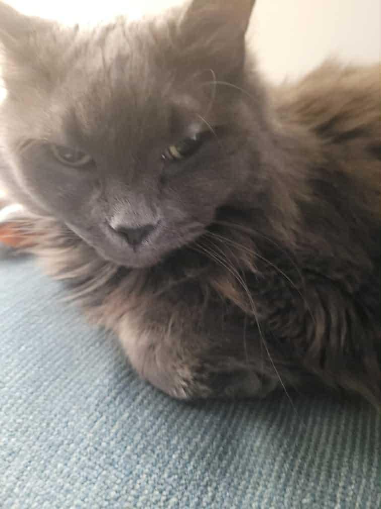 Princess, an adoptable Nebelung in North York, ON, M6A 2G4 | Photo Image 1