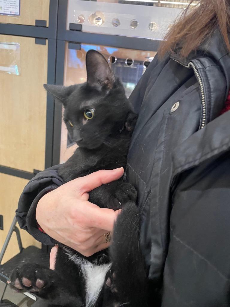 Bartho (and Johanna), Adoptable, Kitten Female Domestic Short Hair.