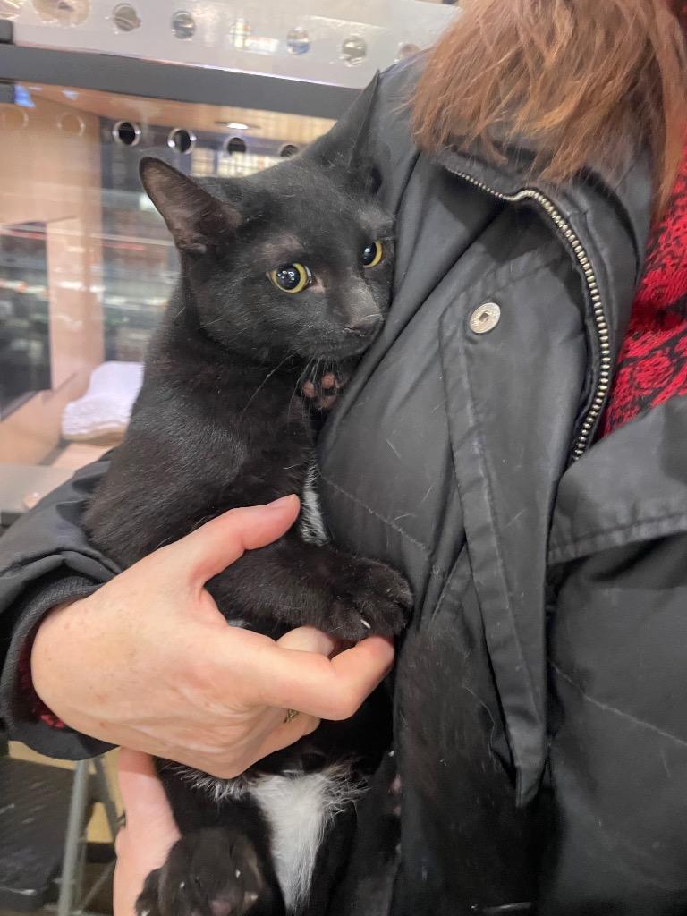 Enlarge Bartho (and Johanna), a Adoptable mixed breed in New York, NY image 4/6