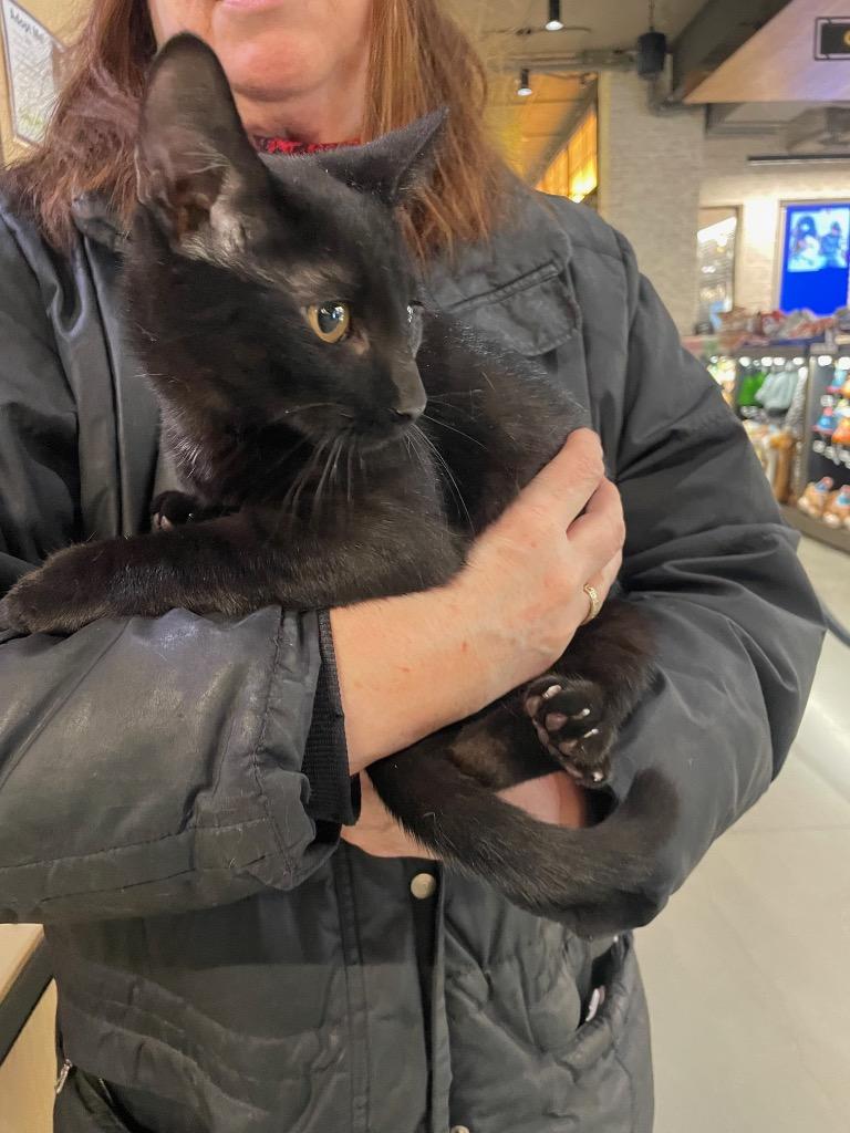 Enlarge Bartho (and Johanna), a Adoptable mixed breed in New York, NY image 5/6