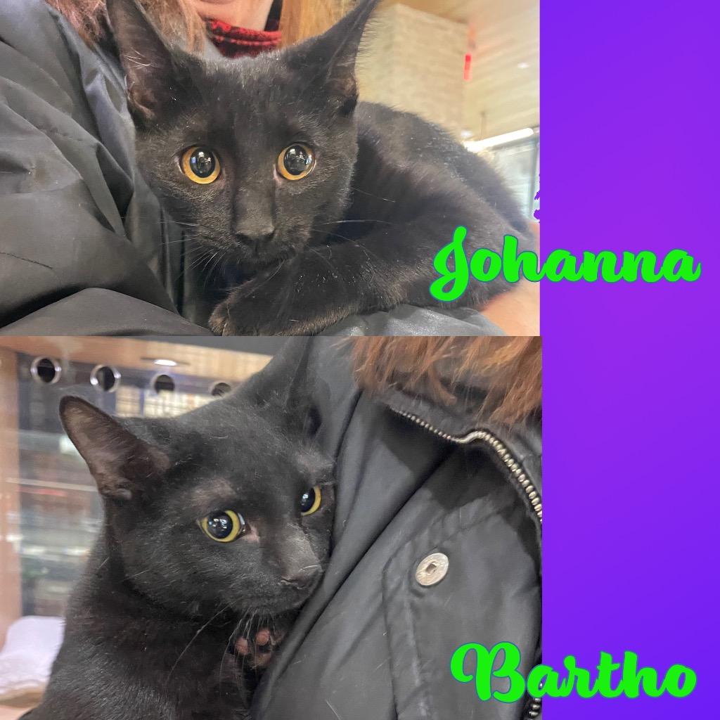 Enlarge Bartho (and Johanna), a Adoptable mixed breed in New York, NY image 6/6