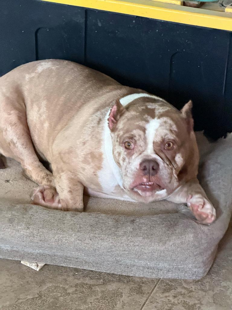 Enlarge Pixel, a Adoptable mixed breed in Farmersville, TX image 2/2