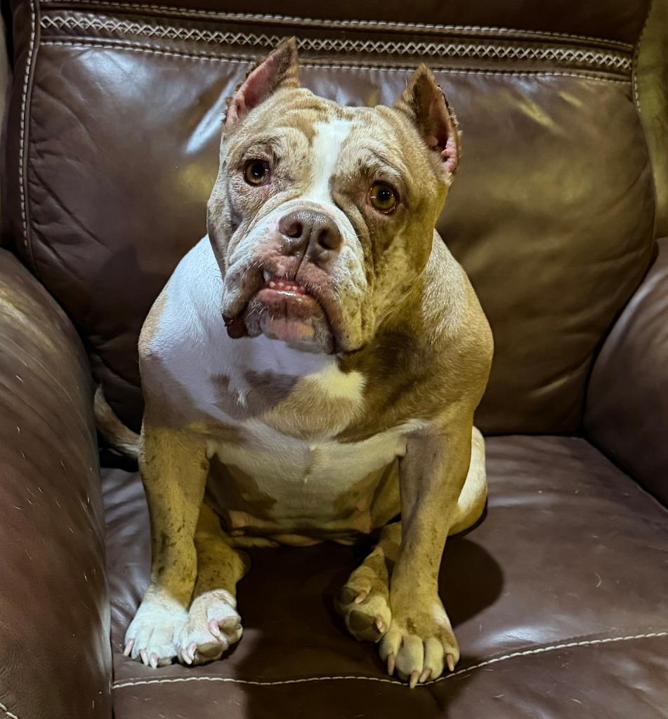 Enlarge Pixel, a Adoptable mixed breed in Farmersville, TX image 3/3