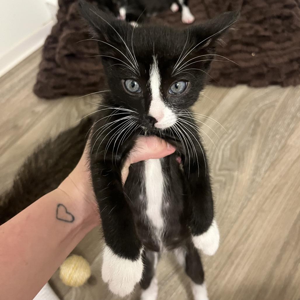 Enlarge Bowie, a Adoptable Domestic Short Hair in Escondido, CA image 1/6