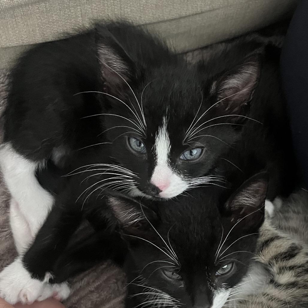 Enlarge Bowie, a Adoptable Domestic Short Hair in Escondido, CA image 2/6
