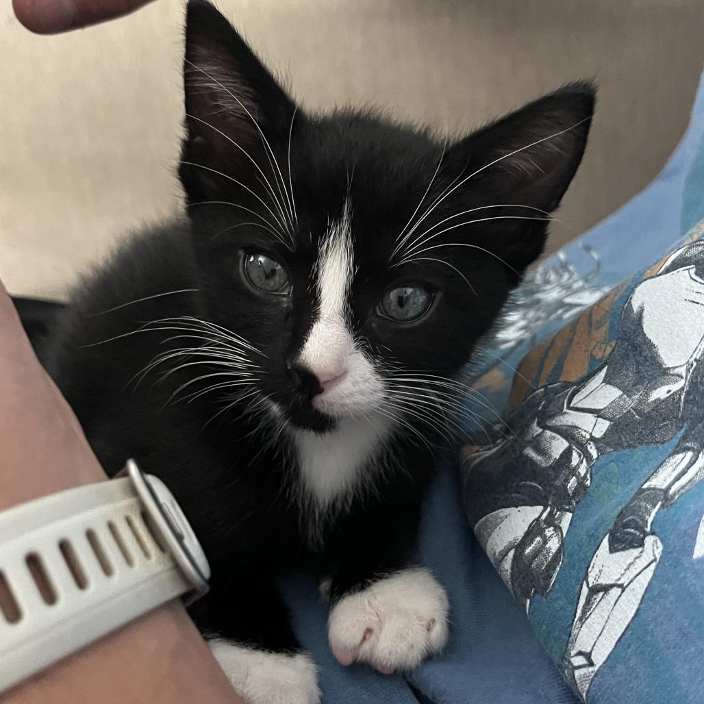 Enlarge Bowie, a Adoptable Domestic Short Hair in Escondido, CA image 4/6