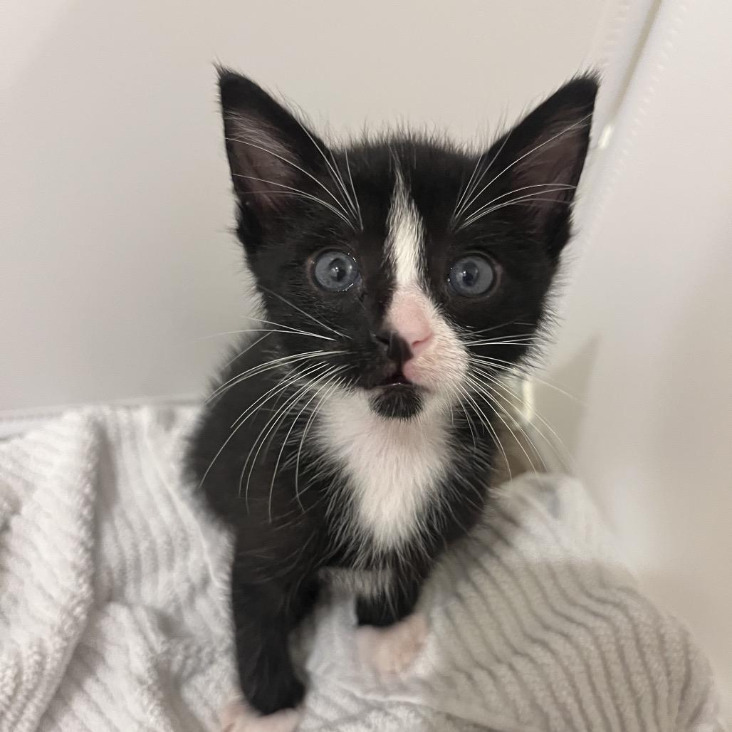 Enlarge Bowie, a Adoptable Domestic Short Hair in Escondido, CA image 6/6