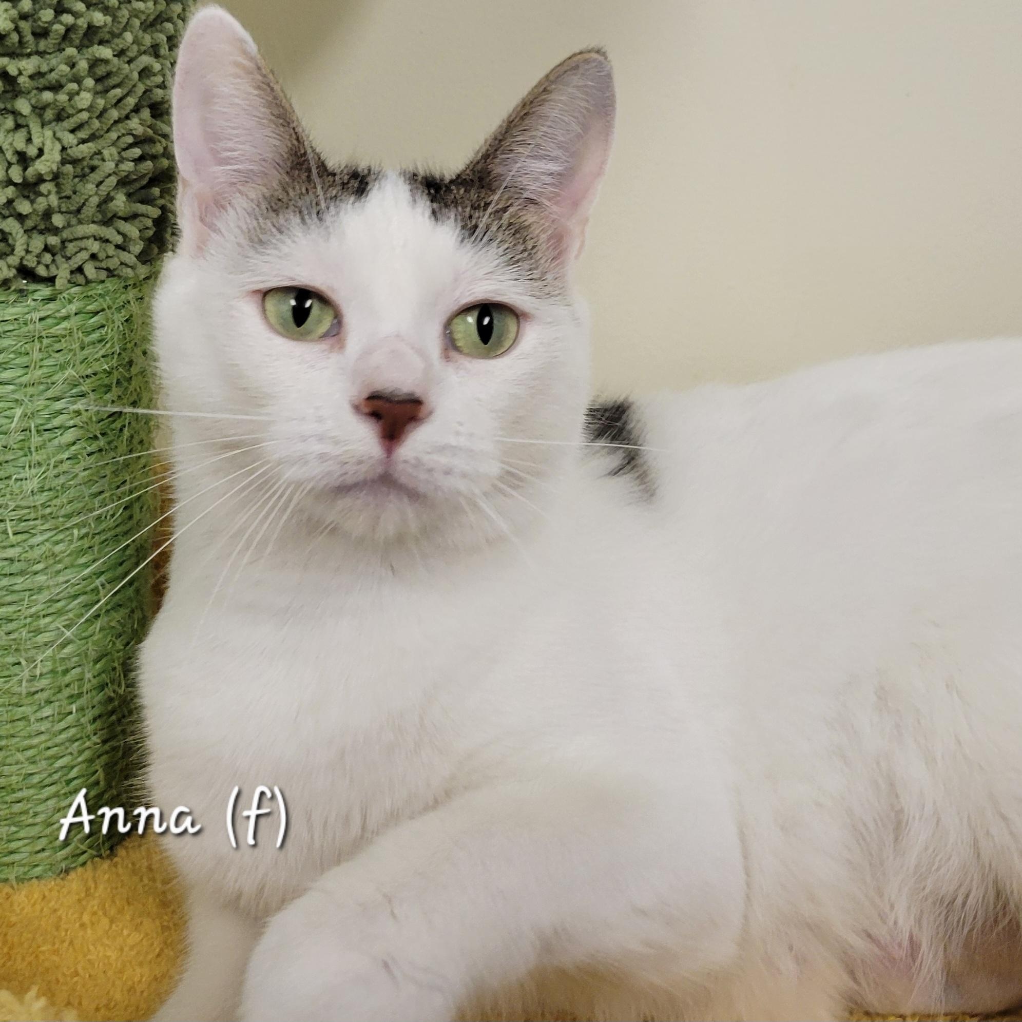 Anna, adoptable, Adult Female Domestic Short Hair.
