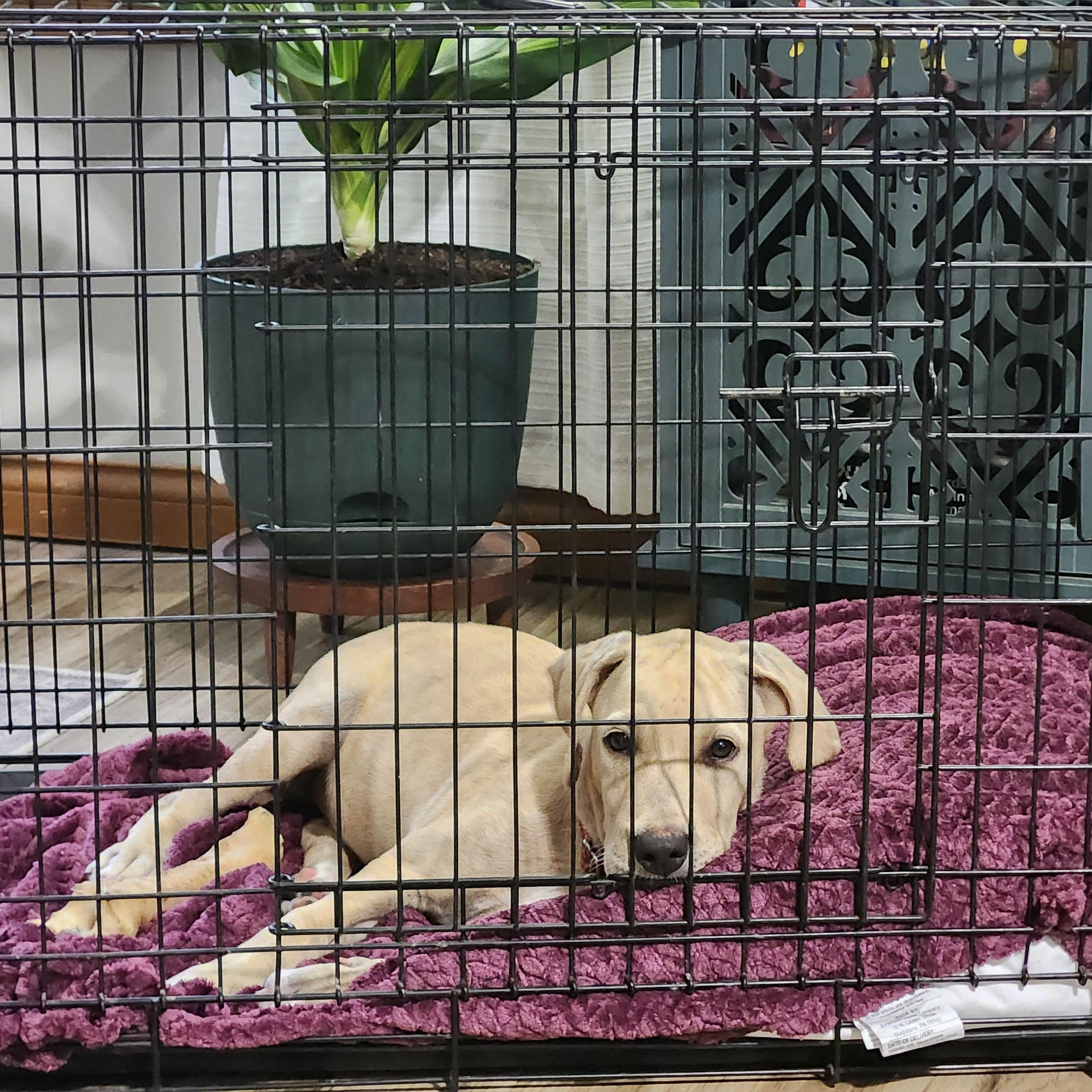 Chandler Bing, an adopted Labrador Retriever in Indianapolis, IN image 4/6