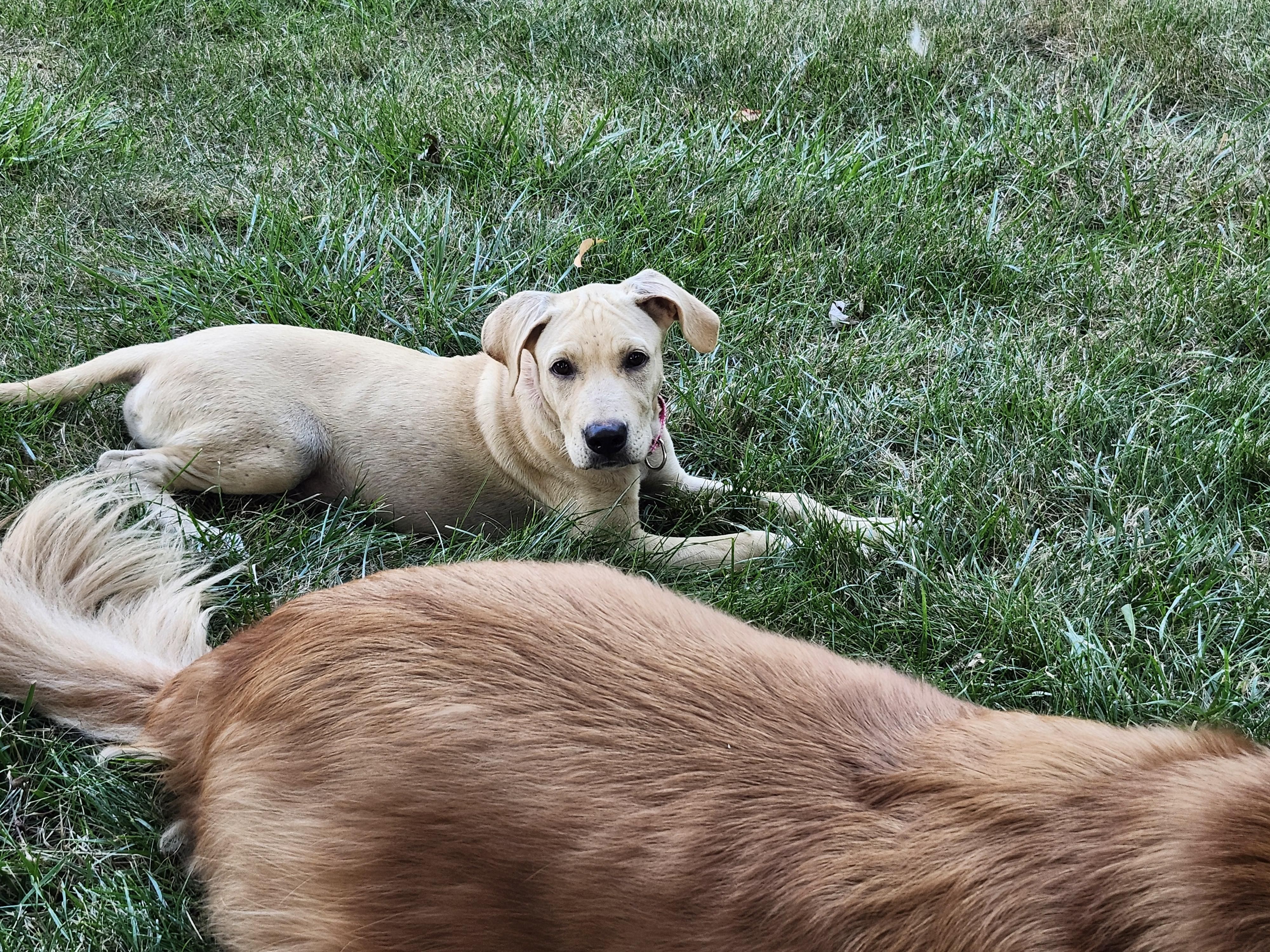 Chandler Bing, an adopted Labrador Retriever in Indianapolis, IN image 5/6