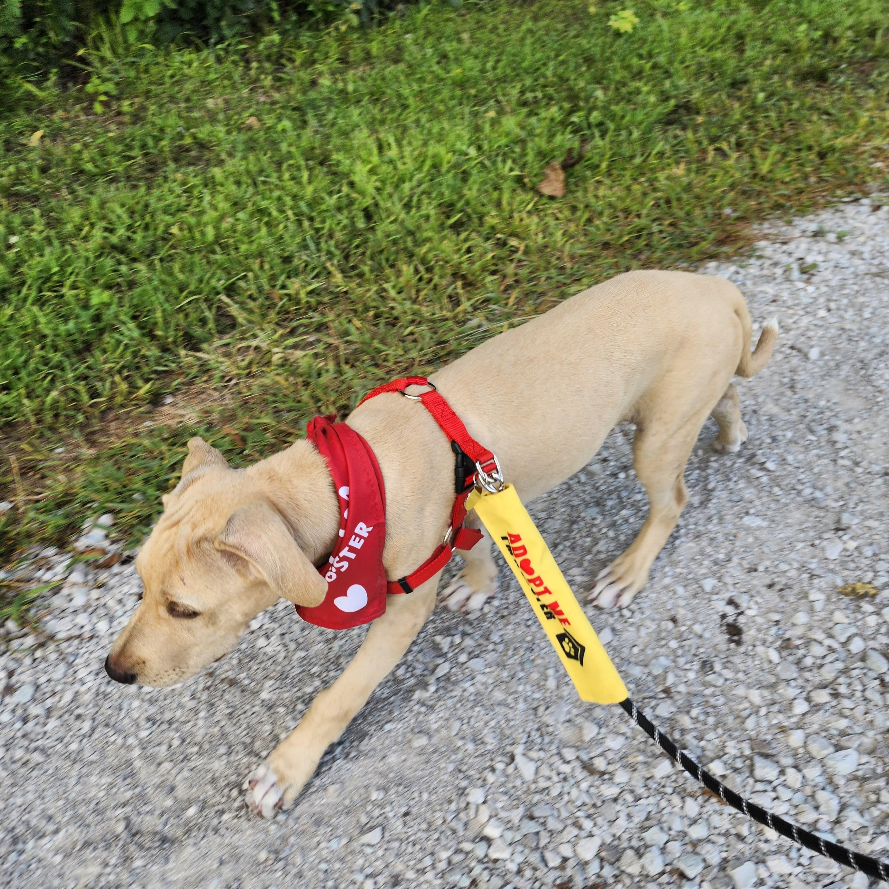 Chandler Bing, an adopted Labrador Retriever in Indianapolis, IN image 2/6