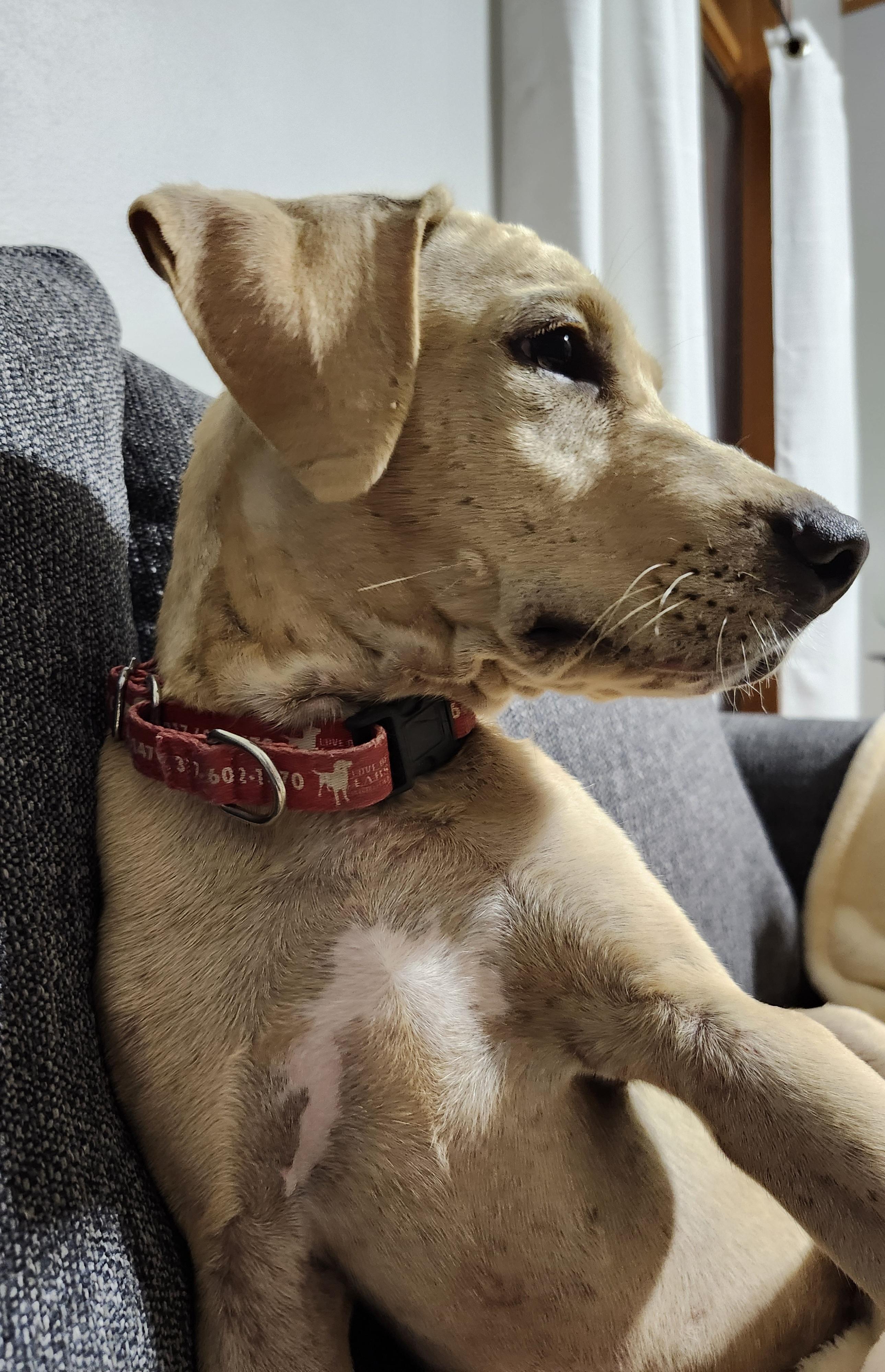 Chandler Bing, adopted, Puppy Male Labrador Retriever.
