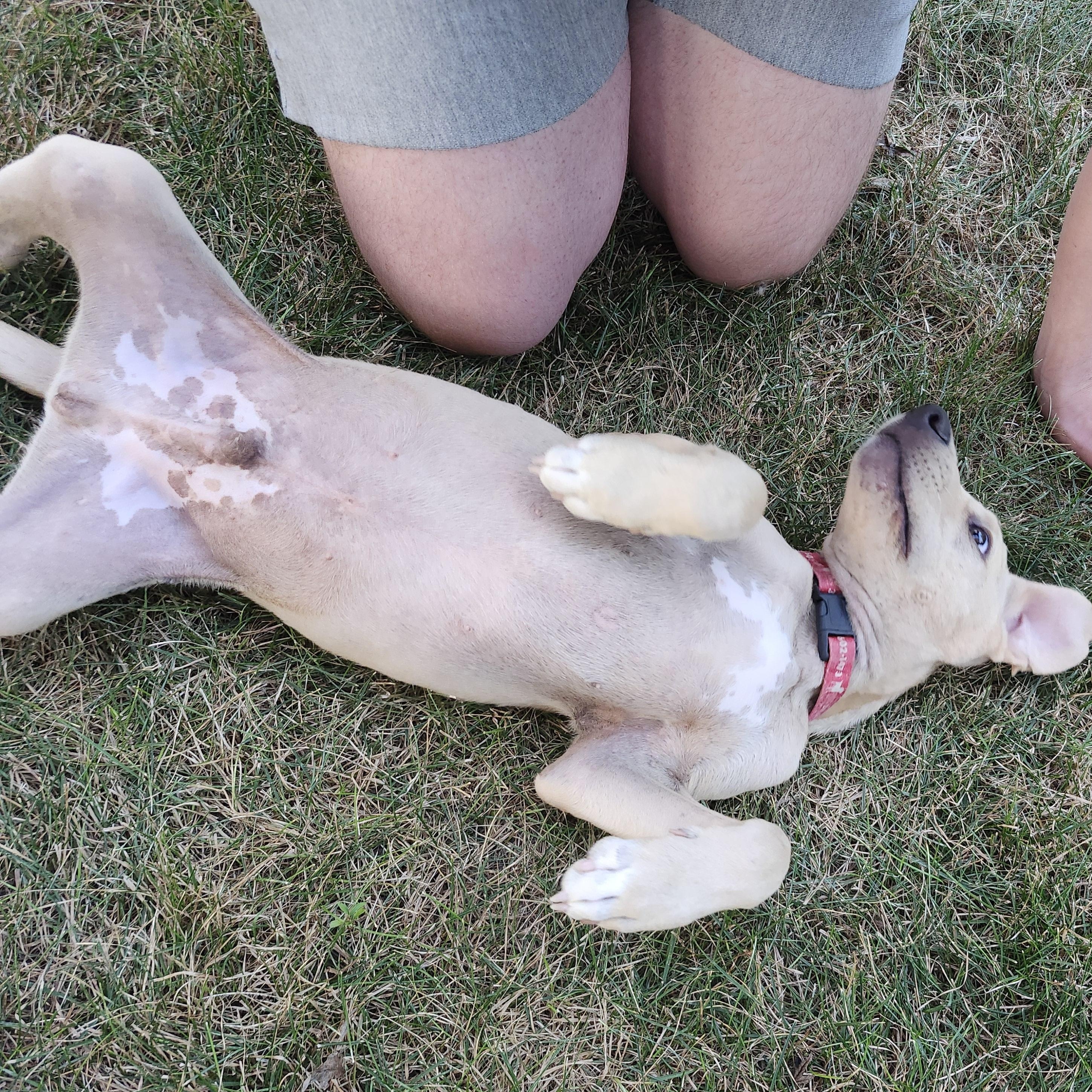 Chandler Bing, an adopted Labrador Retriever in Indianapolis, IN image 3/6