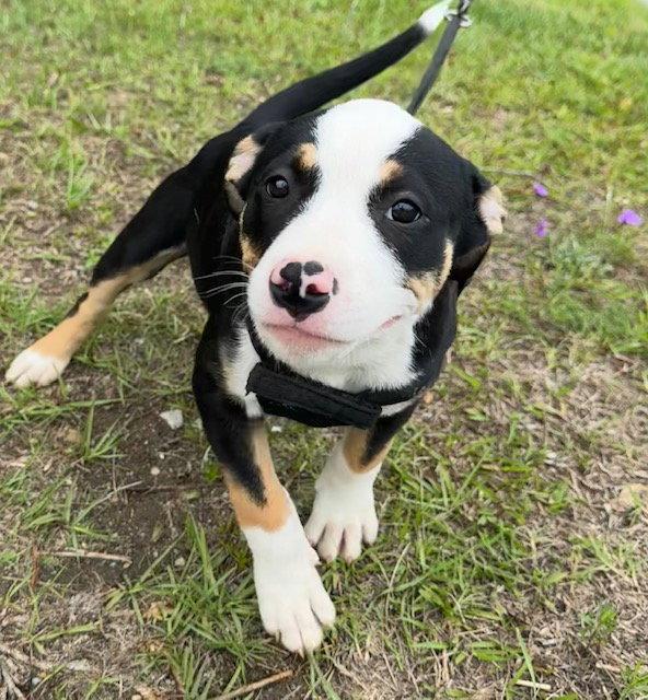 Gena, a Adoptable American Bulldog in Tarrytown, GA image 1/3