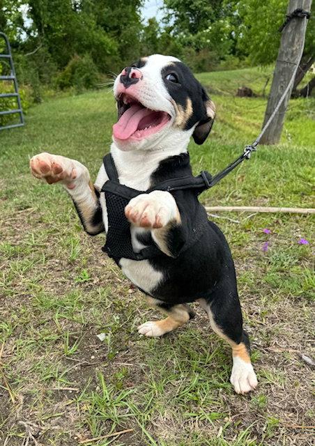Gena, a Adoptable American Bulldog in Tarrytown, GA image 2/3