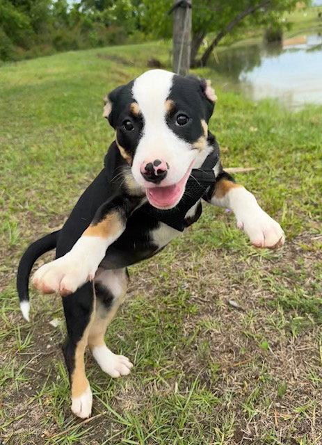 Gena, a Adoptable American Bulldog in Tarrytown, GA image 3/3