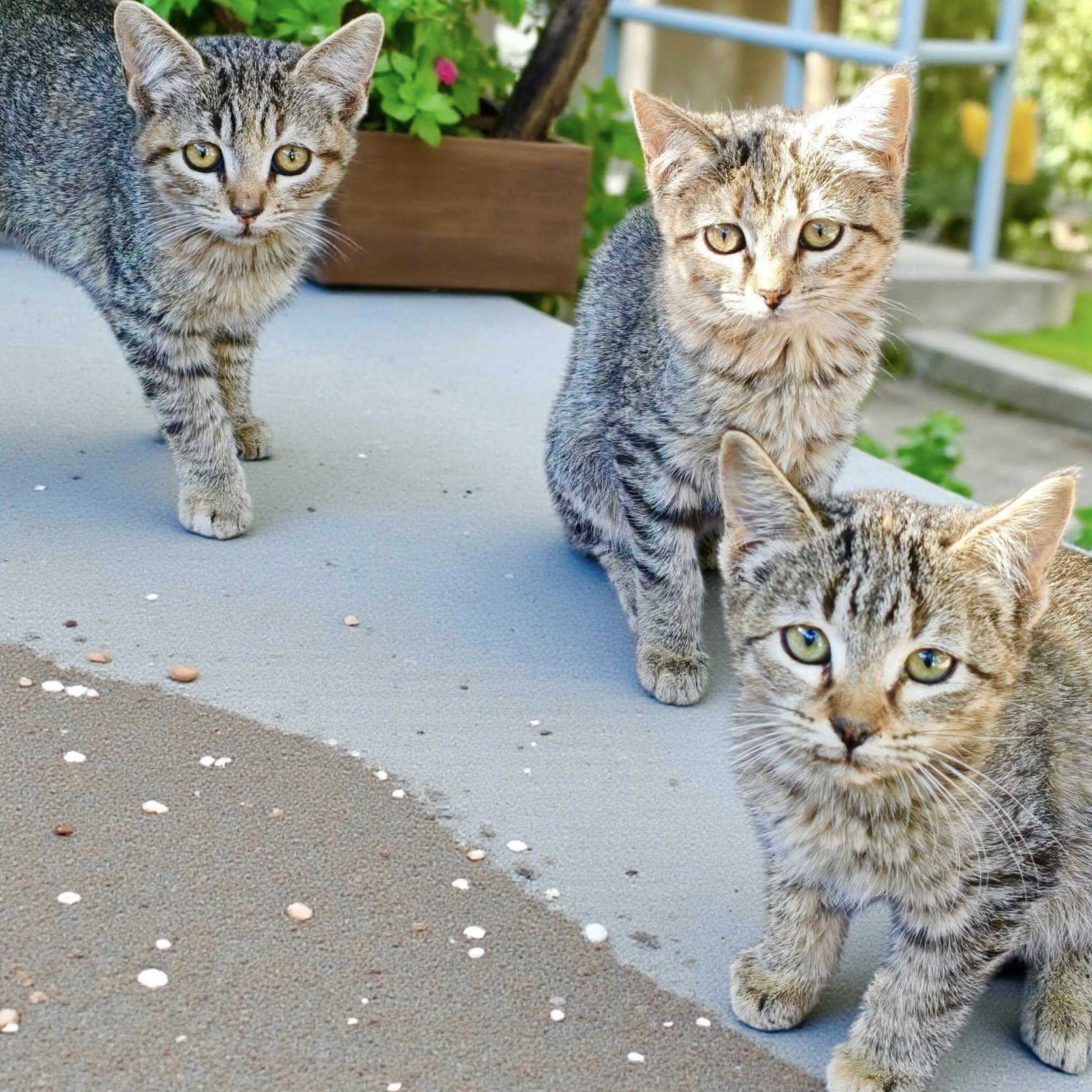 Female Kittens