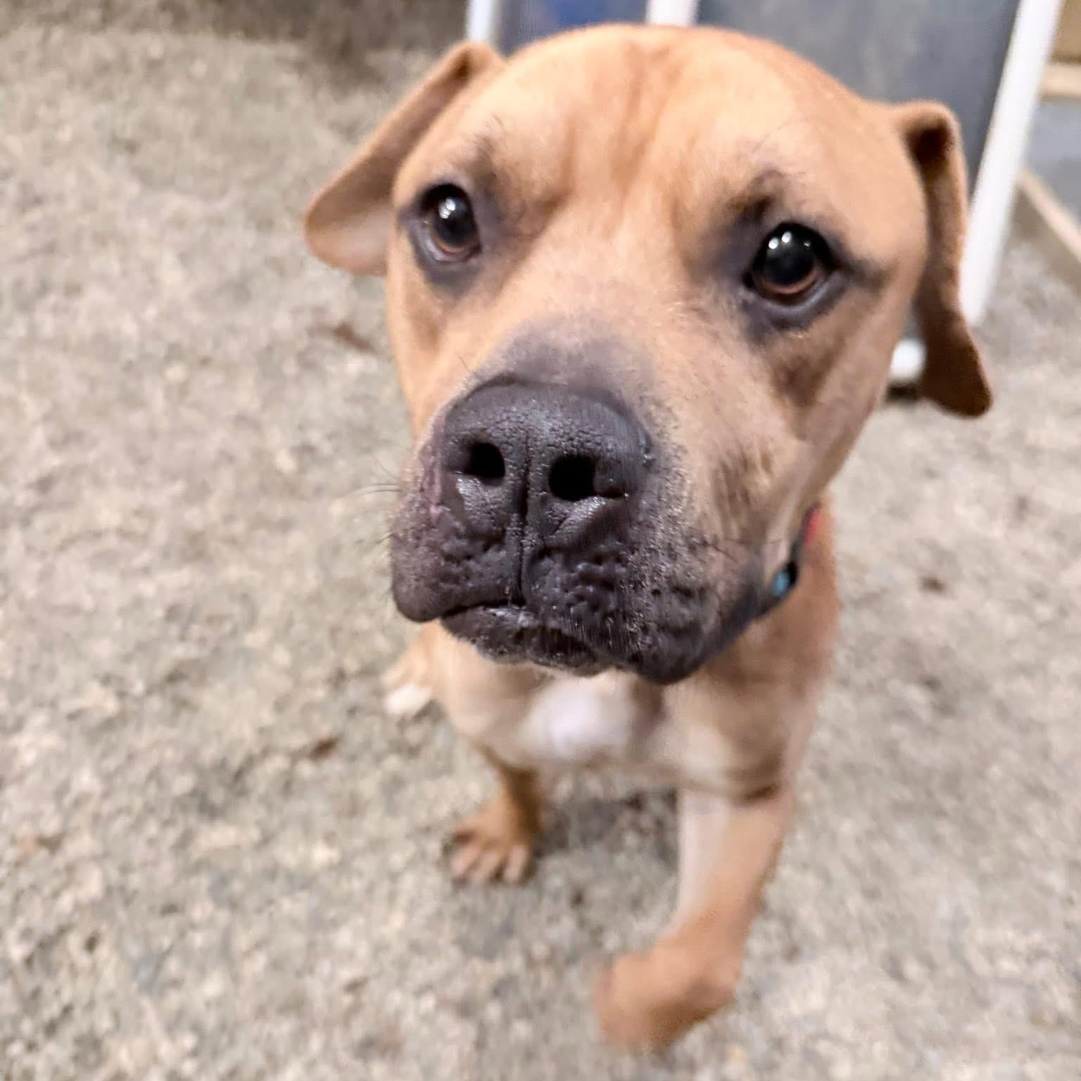 Enlarge Blaze, a ADOPTABLE mixed breed in Grafton, OH image 4/5