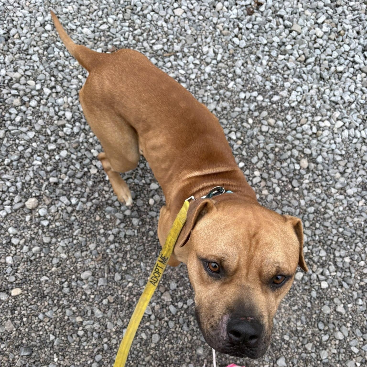 Enlarge Blaze, a ADOPTABLE mixed breed in Grafton, OH image 3/5