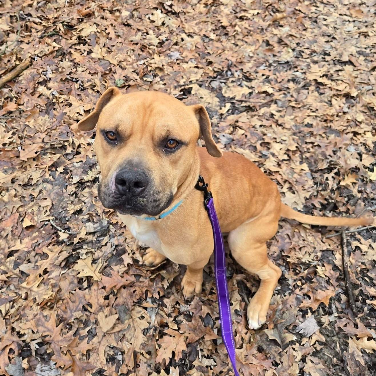 Blaze, ADOPTABLE, Young Male Boxer & Shepherd.