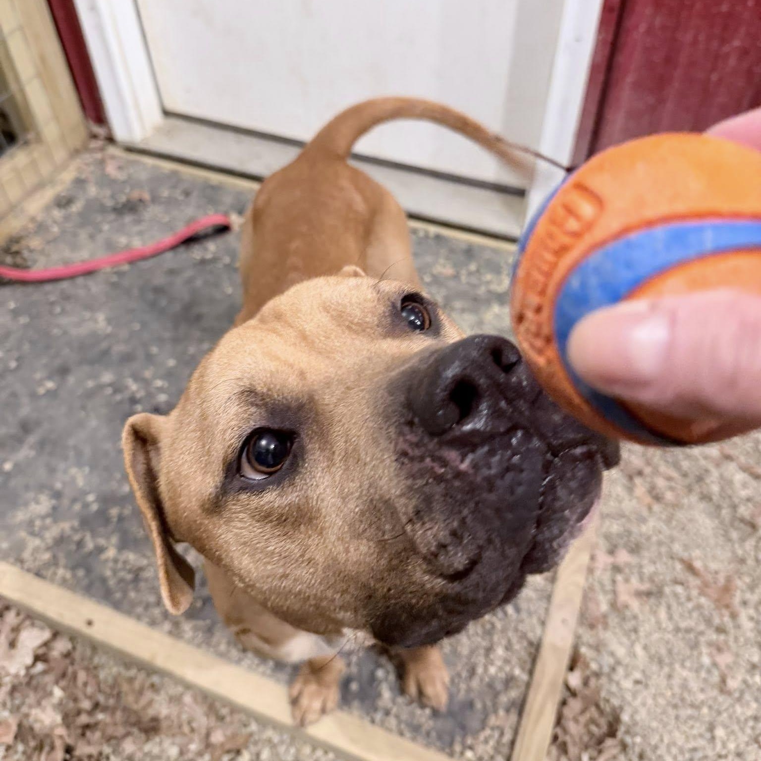 Enlarge Blaze, a ADOPTABLE mixed breed in Grafton, OH image 2/5